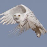 Snowy_Owl-Courtesy-US-Fish-and-Wildlife