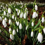 snowdrops_2116817b